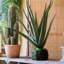 Plante à staghorn-1209455995