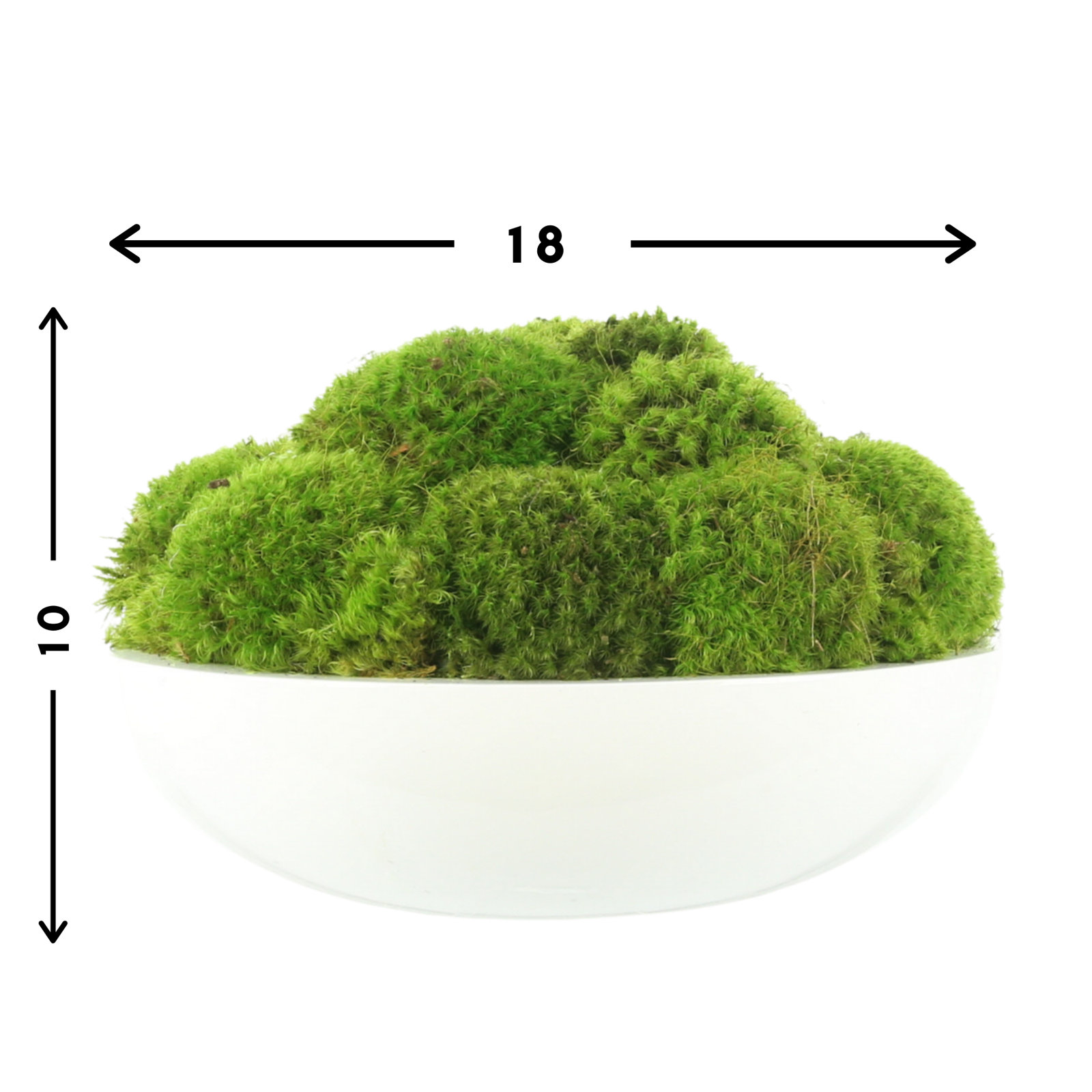 Preserved Moss Plant in Planter, 10" H x 18" W x 18" D