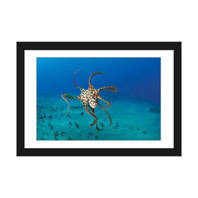 « day octopus (octopus cyanea), hawaii », reproduction de photo sur toile