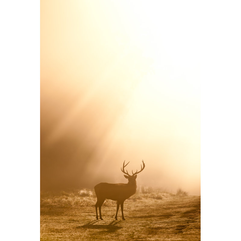 Stag by GP232 - No Frame Art Prints on Canvas, 76cm H x 51cm W