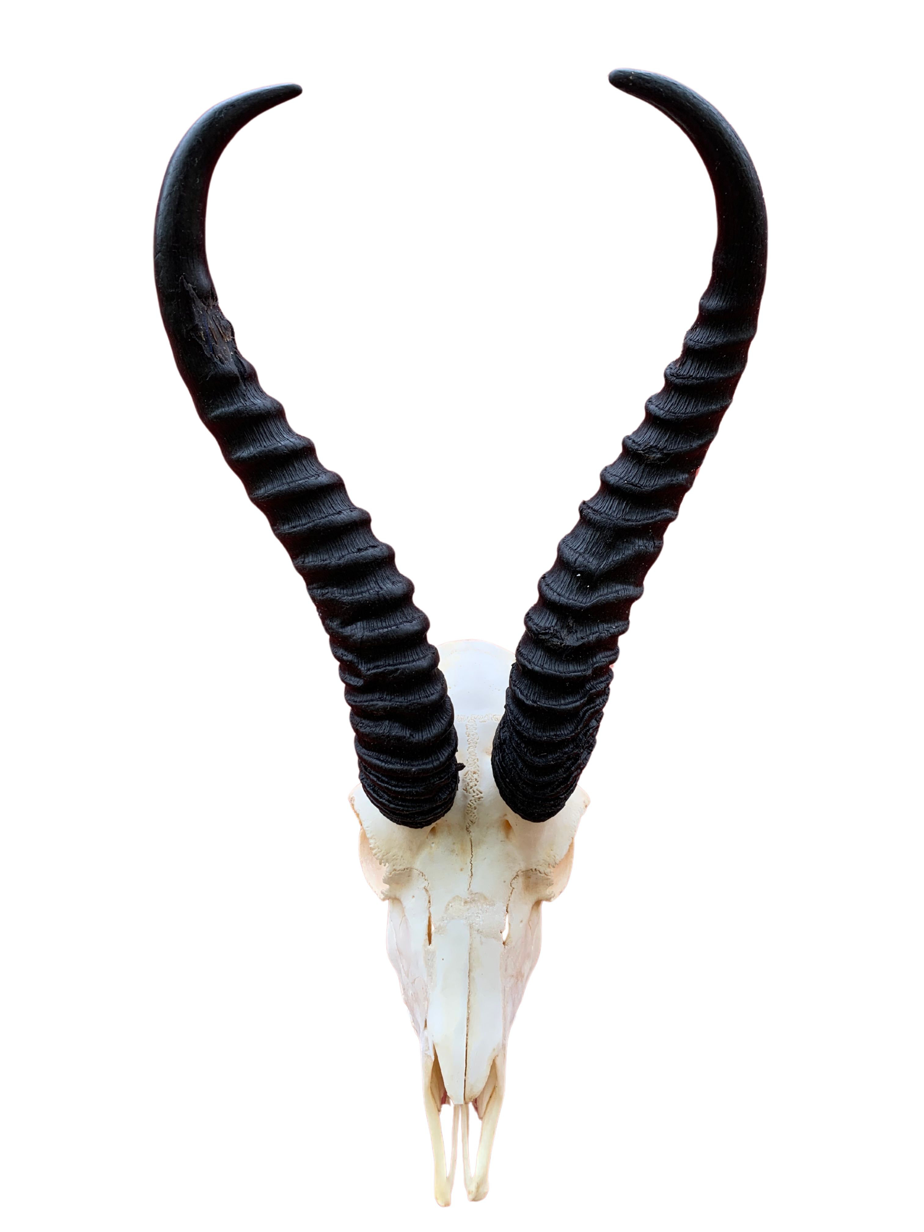 Foundry Select Aswath Real Springbok ...