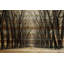 «Tree Path II» Parvez Taj - reproduction sur bois de pin naturel-1389020168