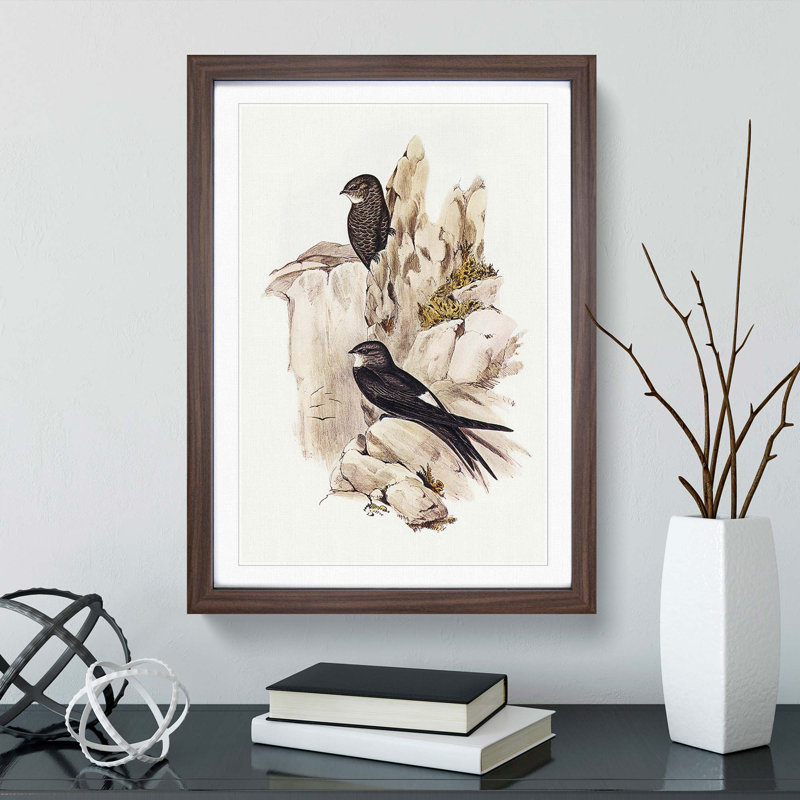 Australian Swift by Elizabeth Gould - Framed Print, 45cm H x 33cm W x 2cm D, Walnut Framed
