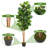 72'' Faux Banyan Tree in Pot