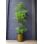 Faux Fern Plant in Plastic Pot Liner-1490946676