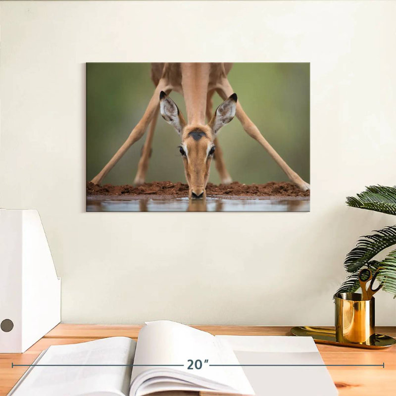 Cerf Brampt, H 20 po x l 30 po