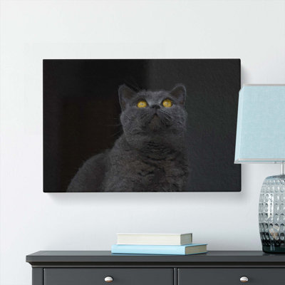 British Shorthair Cat in the Shadows by - Wrapped Canvas