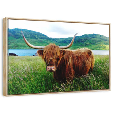 Fluffy Highland Cow