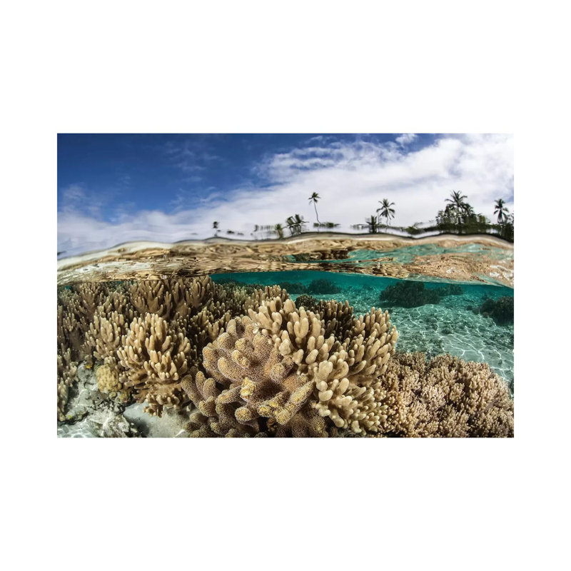A Healthy Coral Reef Grows In The Solomon Islands I by Ethan Daniels - Wrapped Canvas Print