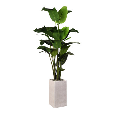 8' Traveler Palm in White Everett Planter