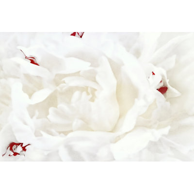 White Linen Peony I - Wrapped Canvas Painting
