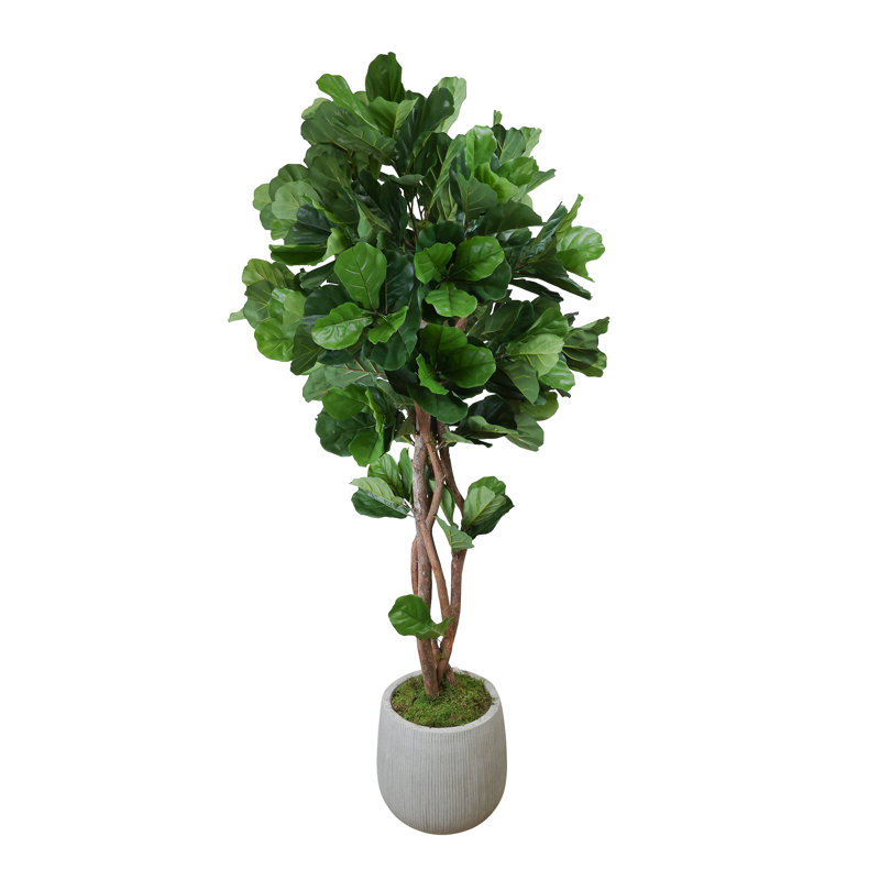 Fiddle Leaf Tree in Fiberstone Pot