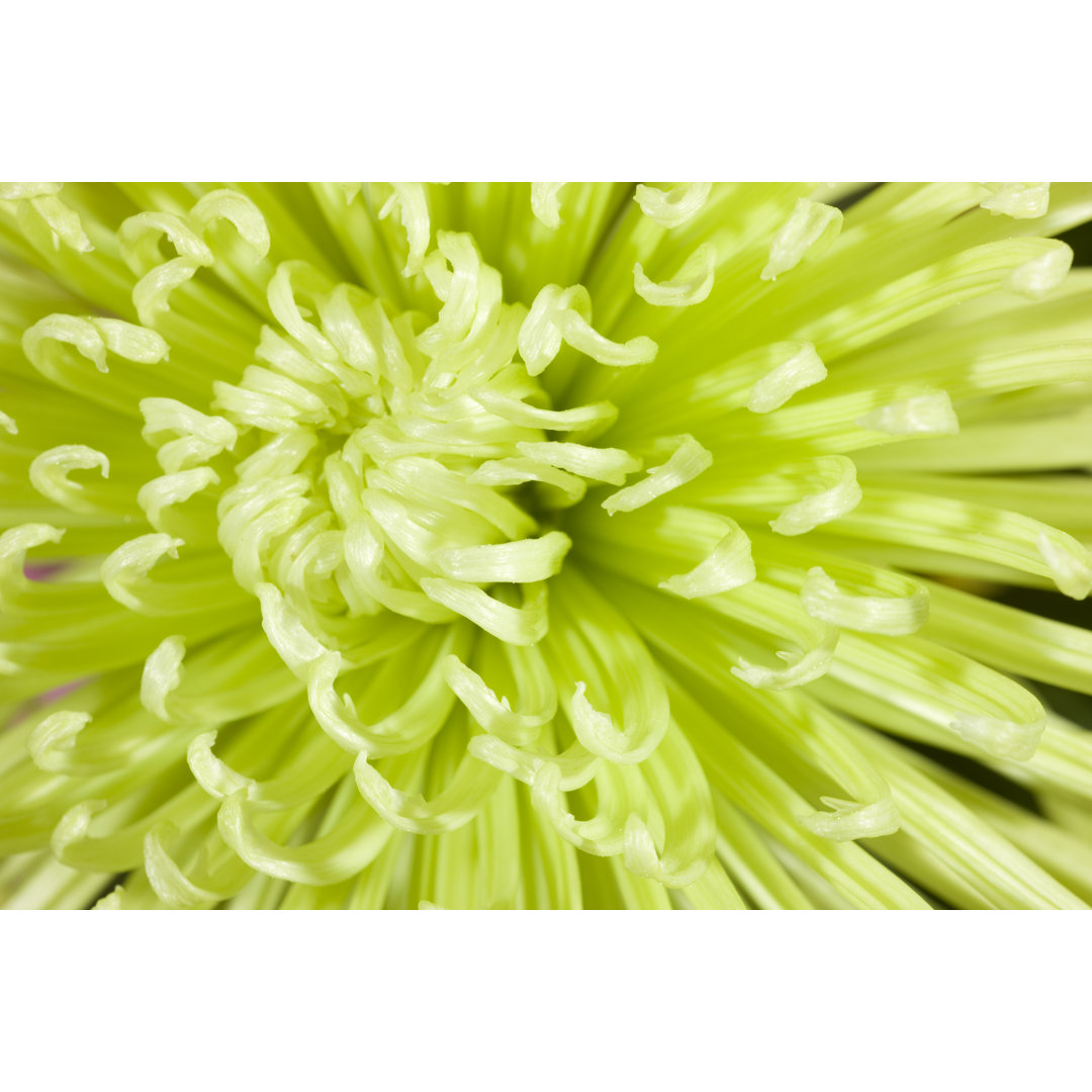 Green Spider Mum von Nancy C. Ross - Kunstdrucke auf Leinwand