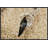 « comestible-nest swiftlet on nest », reproduction de photo sur toile encadrée-21342210
