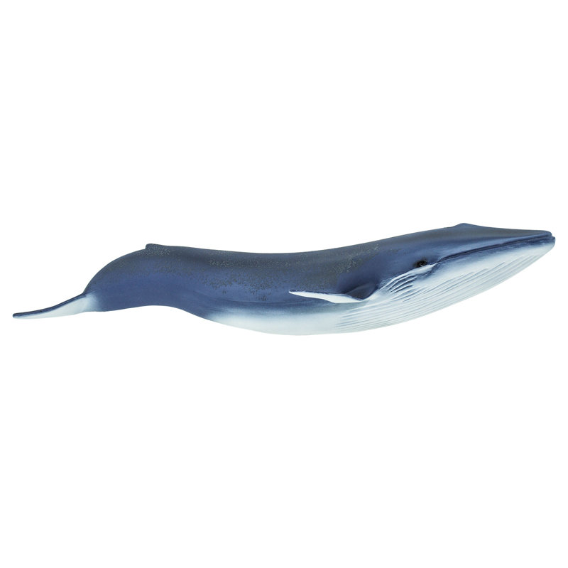 Baleine bleue