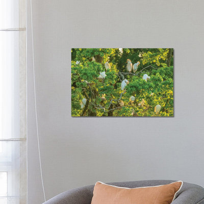 USA, Louisiana, Vermilion Parish. Cattle Egret Rookery. by Jaynes Gallery - Wrapped Canvas Gallery-Wrapped Canvas Giclée