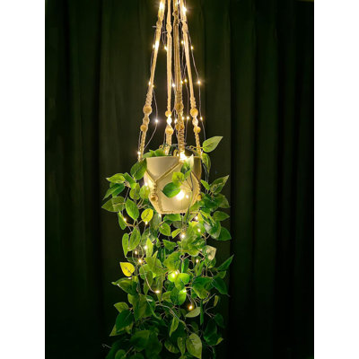 Plantes suspendues suspendues avec lumières
