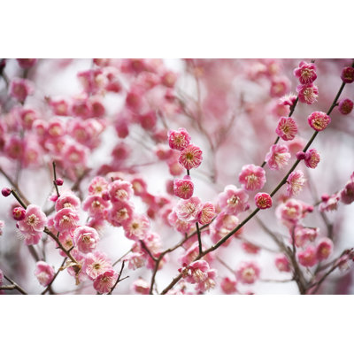 Fleurs de prunier par Ooyoo
