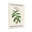 Plantes et fleurs - Illustration botanique orchidée vanille-365689573