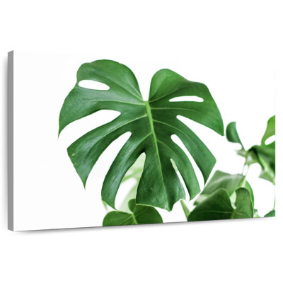 Feuille Harnek Monstera