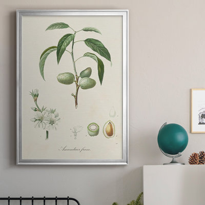 " Antique Almond Botanical I "