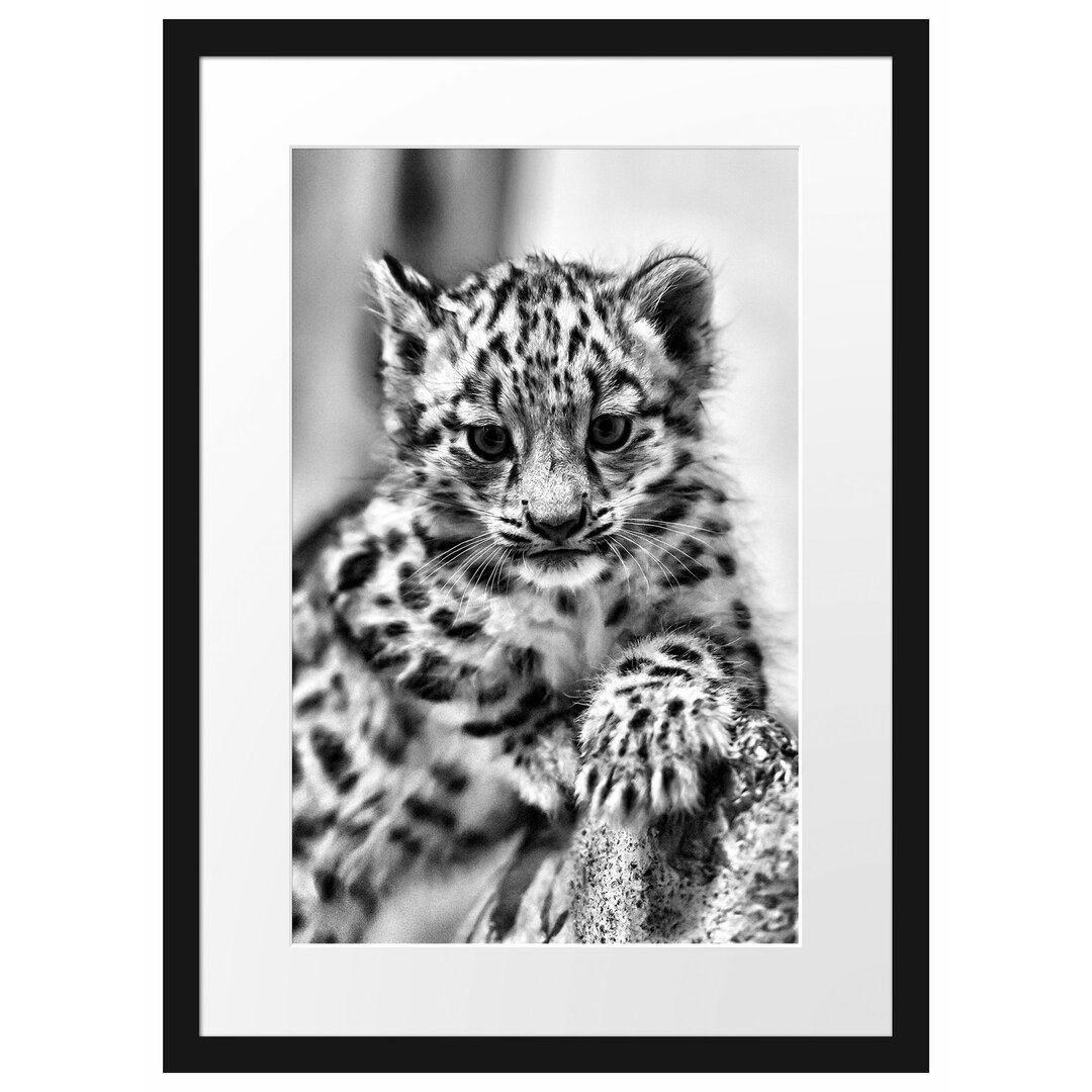 Leopardenjunges kletternd Gerahmte Fotokunstdruck Poster