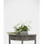 Orchids Arrangement in Planter