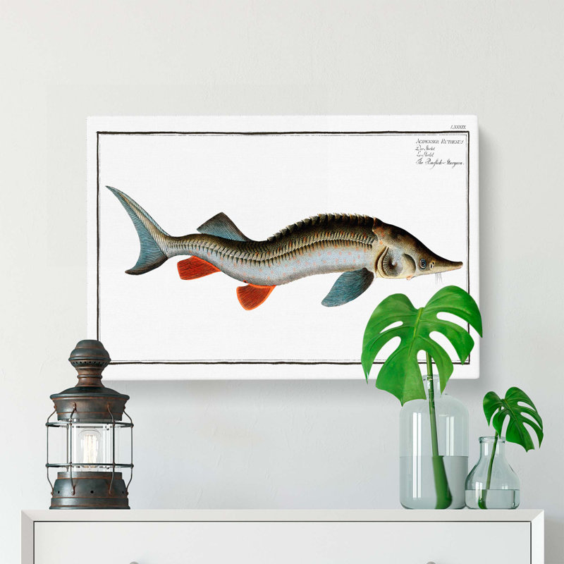 Rusfish-Sturgeon Fish by M.E. Bloch - Wrapped Canvas, 35cm H x 50cm W 