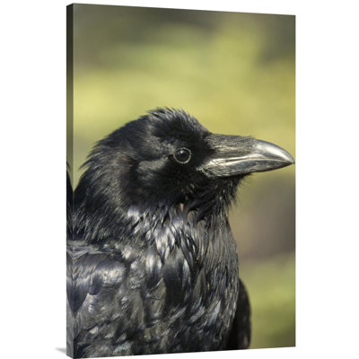 " Common Raven Portrait In The Summer, Alaska "