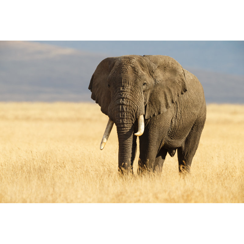 African Elephant And The Ngorongoro Savanna In Tanzania by Kenneth Canning - No Frame Print on Canvas, 20cm H x 30cm W