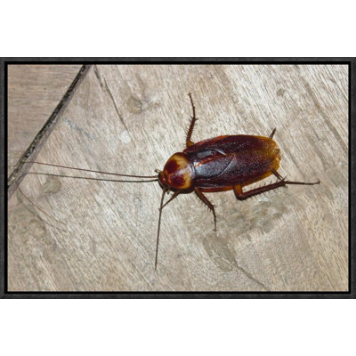 " American Cockroach "