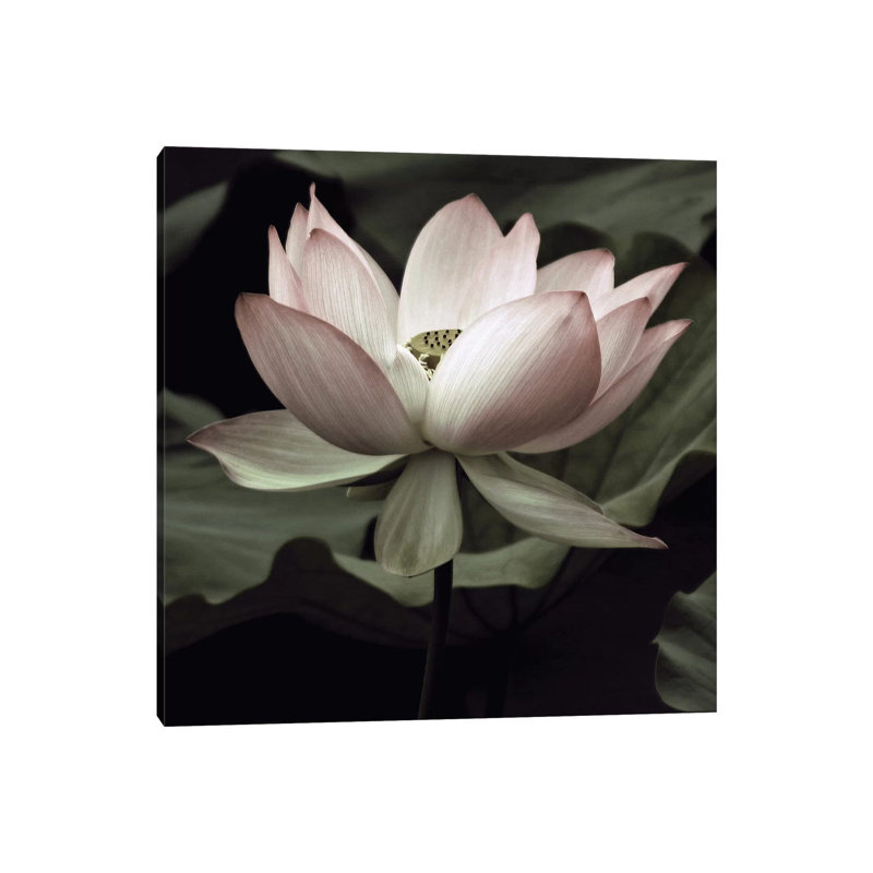 «The Lotus I» - Impression sur papier avec cadre flottant, H 18 po x l 18 po x 1,5 po, Toile tendue