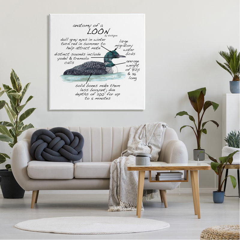 «Loon Water Bird Anatomy charte», H 36 po x l 36 po x P 1,5 po