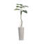 Plante de 80 po