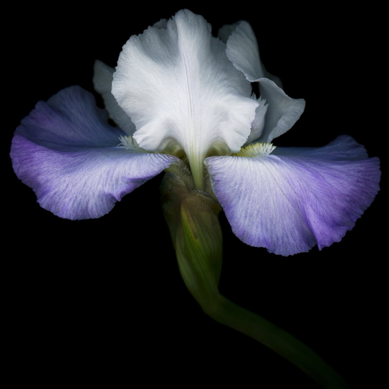 Purple And White Iris - Wrapped Canvas Print, 30cm H x 30cm W x 3.8cm D