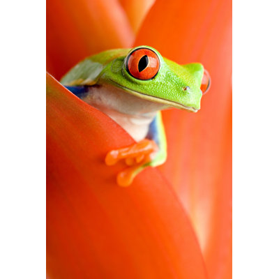" Frog In A Plant " by Alptraum