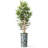 Artificial Tree in Contemporary Blue Stripe Patterned Planter Fake Bamboo Silk Tree-103685667