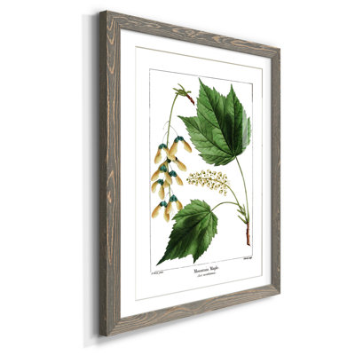 " Mountain Maple "