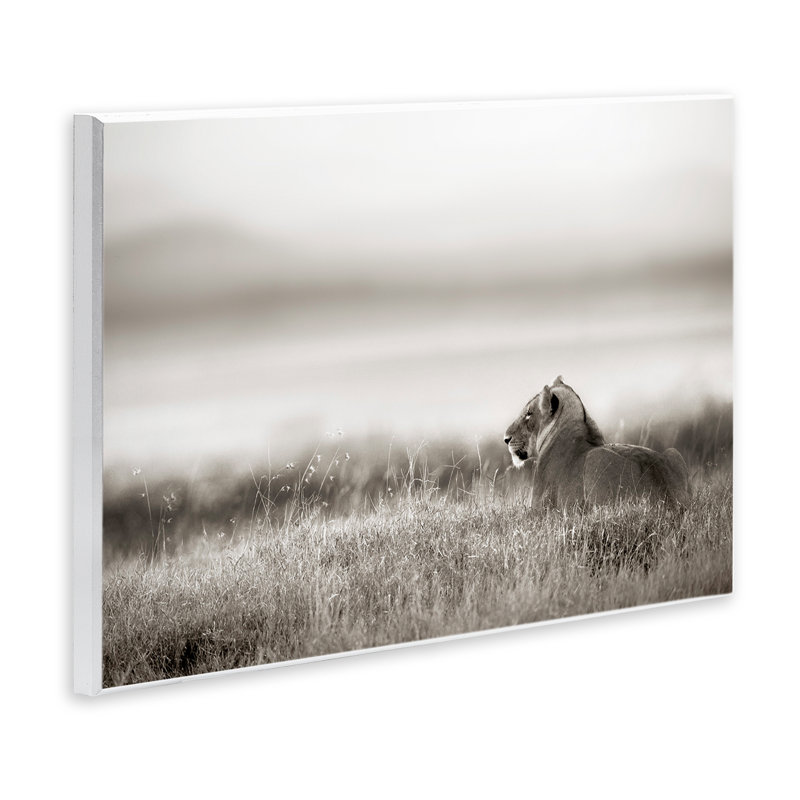 Lion au repos dans la savane, art mural, par Danita Delimont, H 13 po x l 19 po