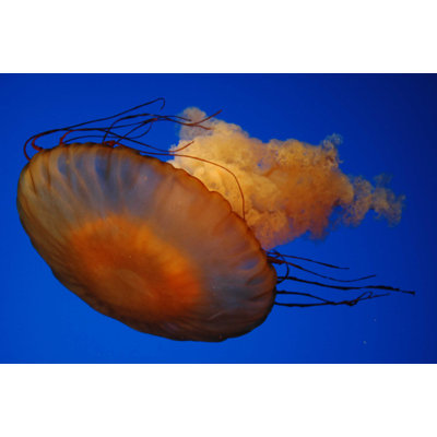 Décalcomanie murale jellyfish iii 