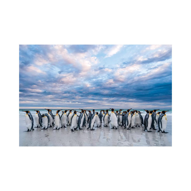 King Penguins On The Beach, Volunteer Beach, East Falkland Island, Falkland Islands II by Tui De Roy - Wrapped Canvas Print