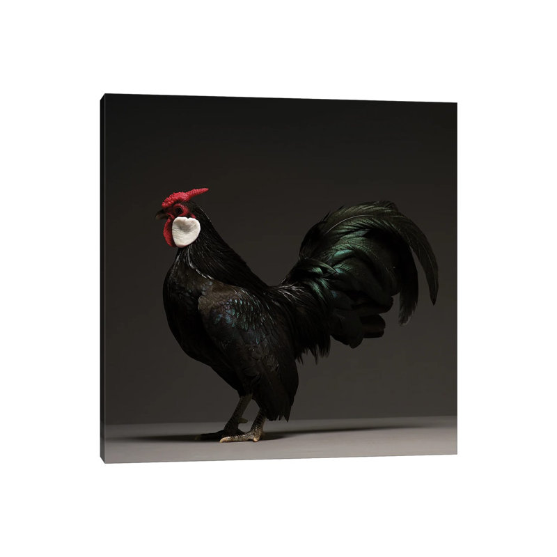 Bantam - Wrapped Canvas Print, 30.48 cm H x 30.48 cm W