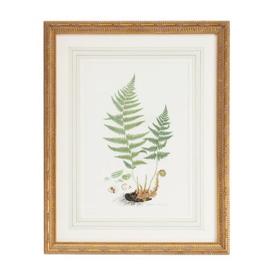 Curtis Ferns II Print