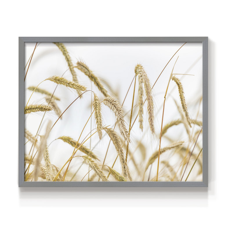 Blé - reproduction encadrée - réarmable, H 16 po x l 20 po, Gris
