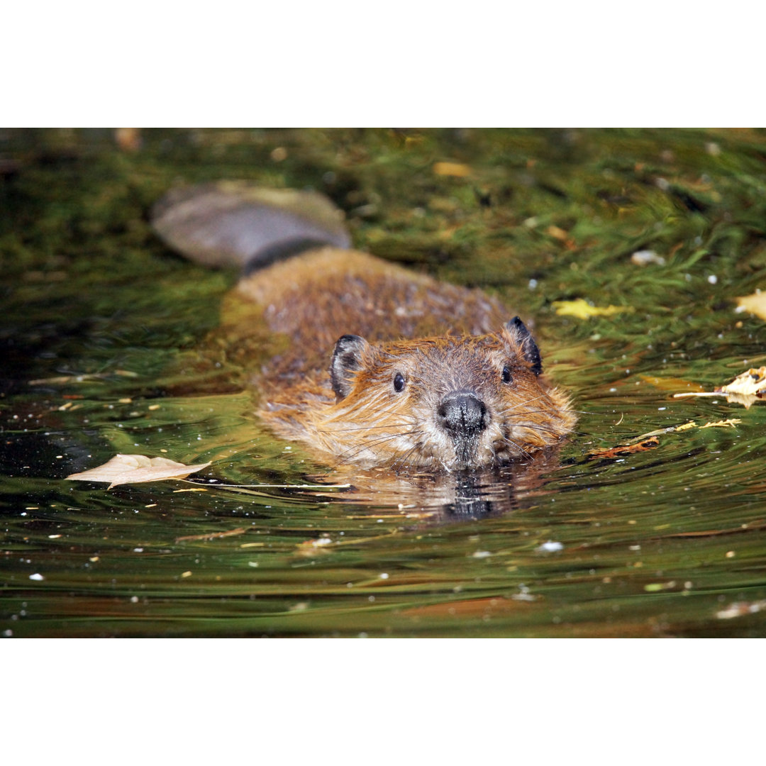 Leinwandbild Swimming Beaver von Sylvie Bouchard