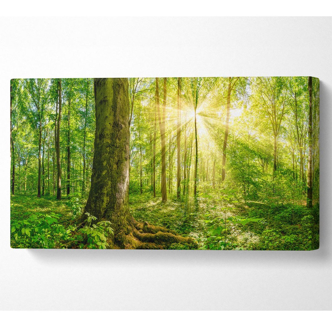 Shadowbrook Helle Lichtfackel im Wald - Leinwanddrucke auf Wrapped Canvas