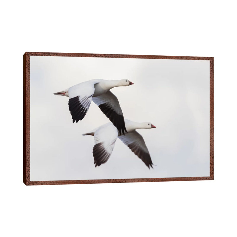Ross's geese 1 Piece Wall Art on Canvas, 66.04 cm H x 45.72 cm W, Classic Wood Framed