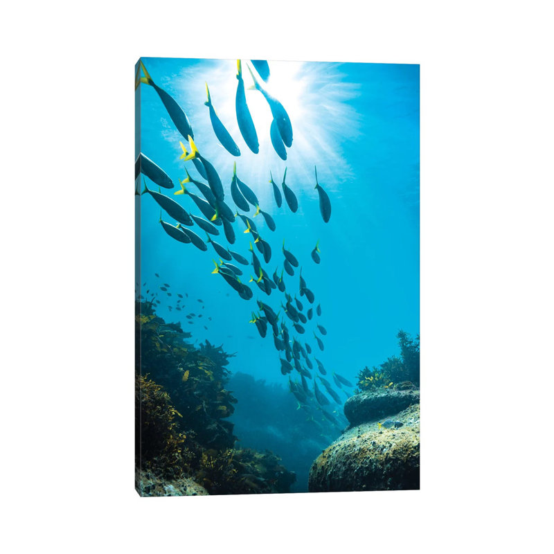 Underwater Sydney by James Vodicka - Wrapped Canvas Gallery-Wrapped Canvas Giclée, 66.04 cm H x 45.72 cm W