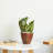 Plastic Self-Watering Planter For Indoor, Outdoor-1187099752