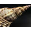 Genuine Atlantic Triton Shell (1.6 Lbs)